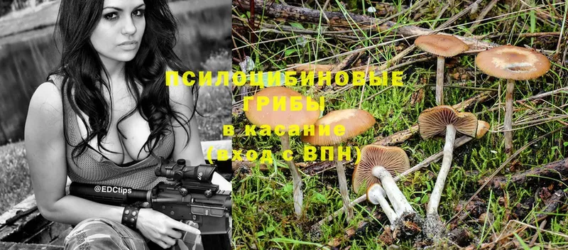 Галлюциногенные грибы Psilocybe  Боровск 